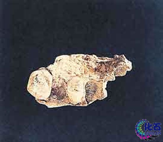 長陽人化石
