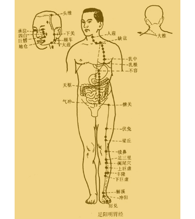 鼠蹊部平面圖