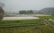 橫市鎮蔬菜基地