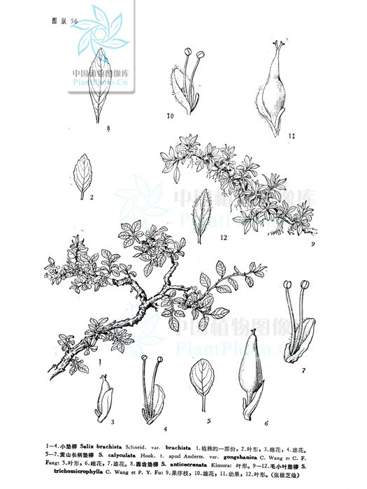 小墊柳（原變種）(小墊柳 （原變種）)