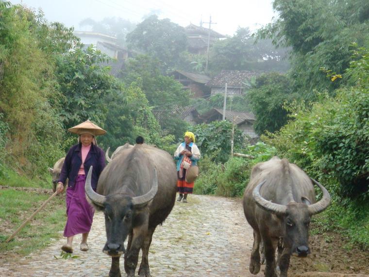 入村道路