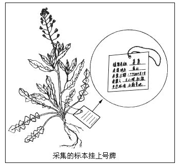 臘葉標本製作登記