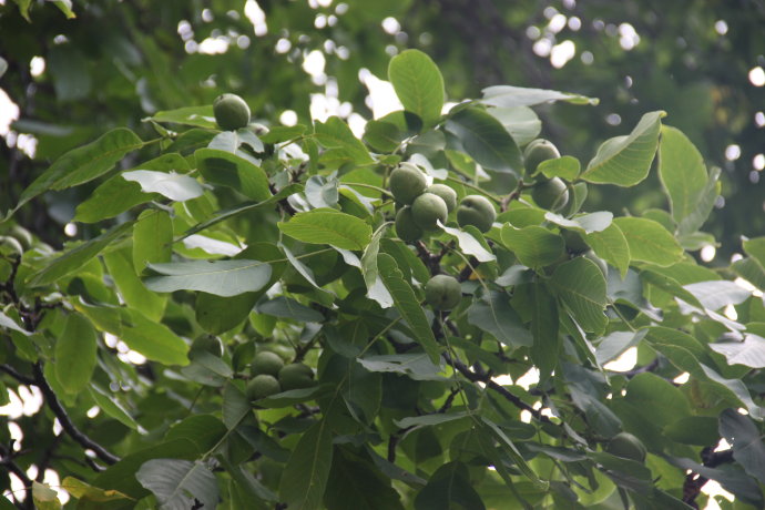 林芝核桃