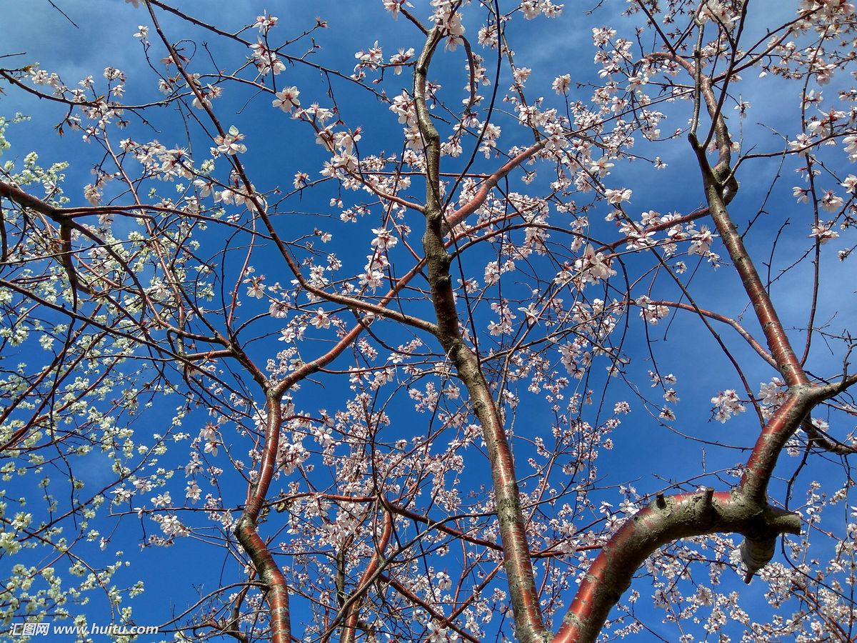 山桃樹皮(山桃樹皮)