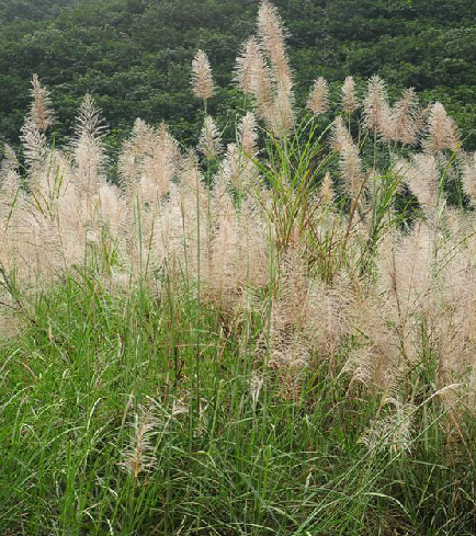 甜根子草(中藥)