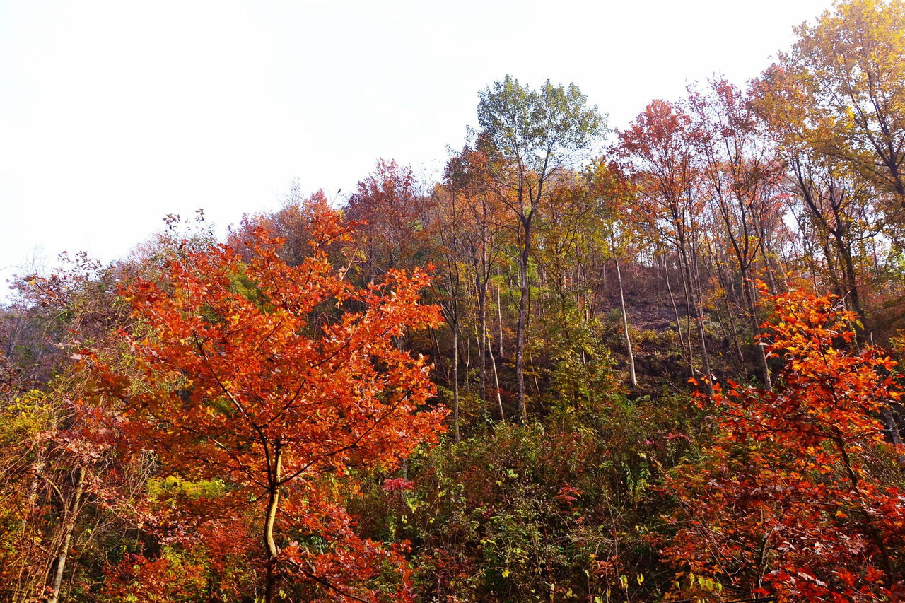 黃高峰