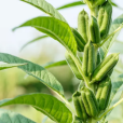 芝麻(芝麻科芝麻屬植物)