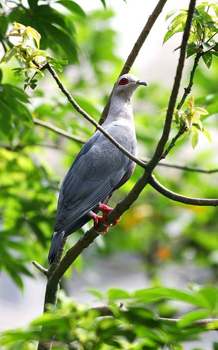 裸眶皇鳩