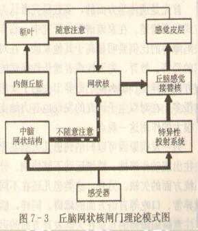 丘腦網狀核閘門理論