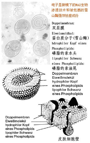 亞歐美康|強效生物祛痘系統機理測試