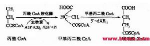 甲基丙二醯CoA變位酶的輔酶