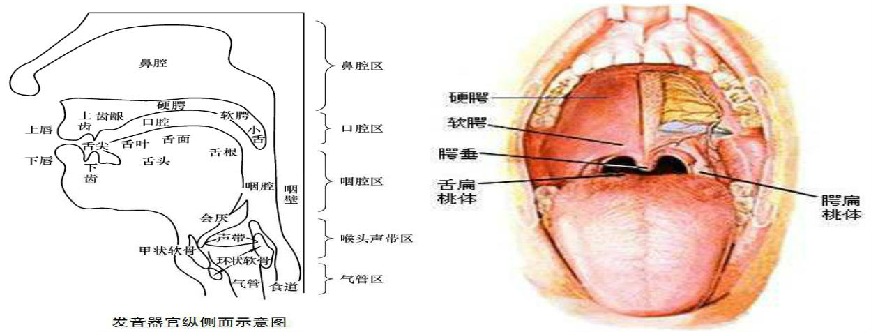 舌面音