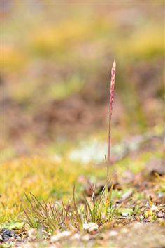 微藥野青茅