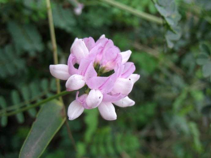 繡球小冠花