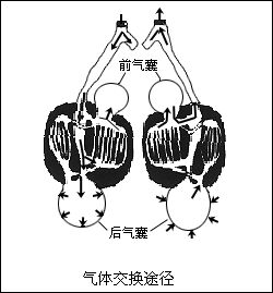 雙重呼吸過程