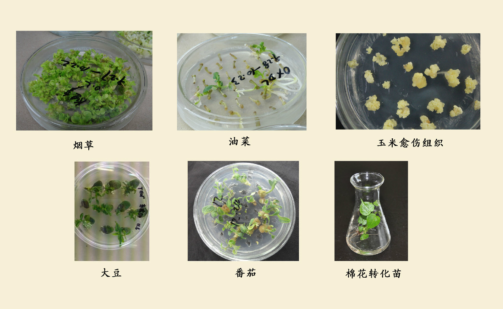 植物生物技術(學科)