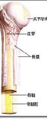 疲勞性骨膜炎