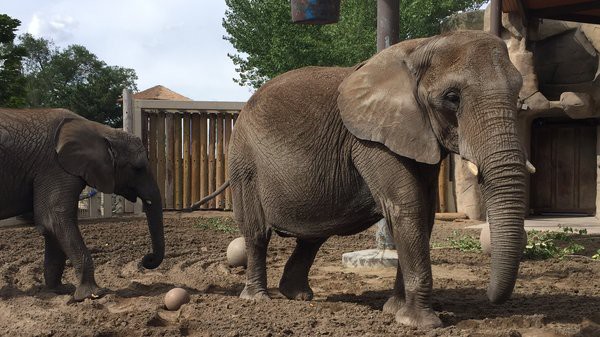 猶他霍格爾動物園