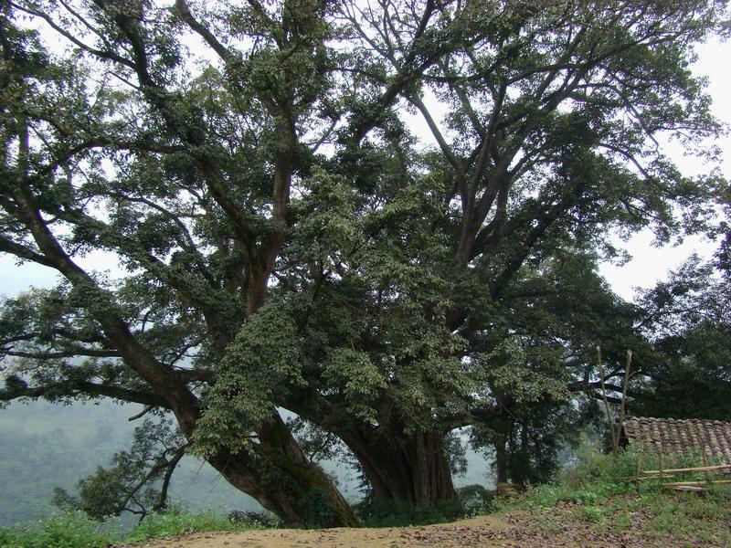 村邊古樹