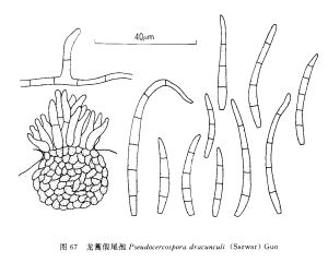 龍蒿假尾孢