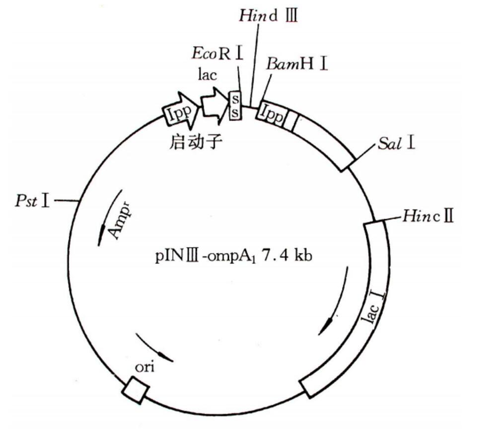 分泌型表達載體