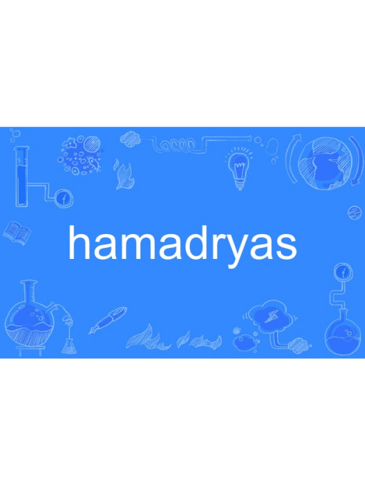 hamadryas