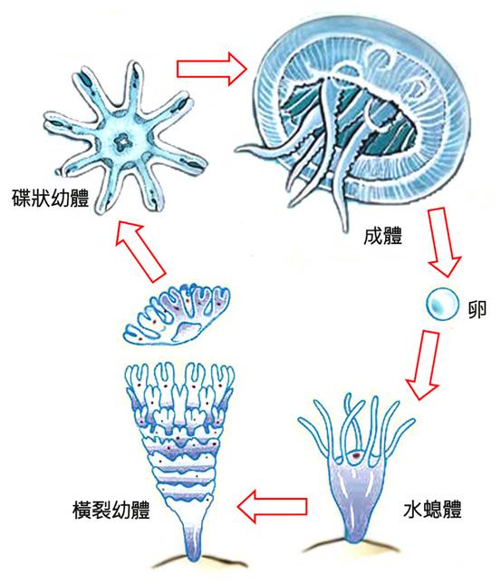 橫裂體