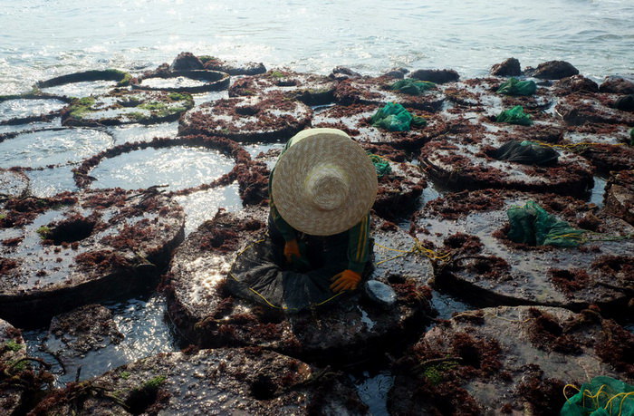 東山鮑魚養殖