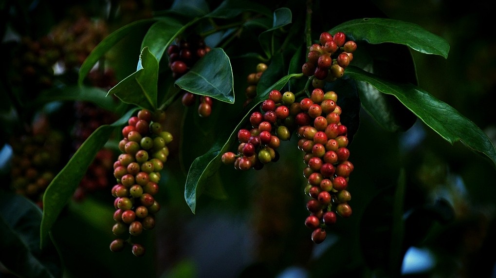 五月茶苗木