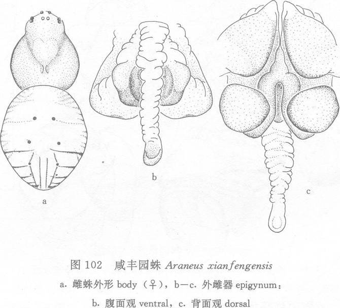 鹹豐園蛛