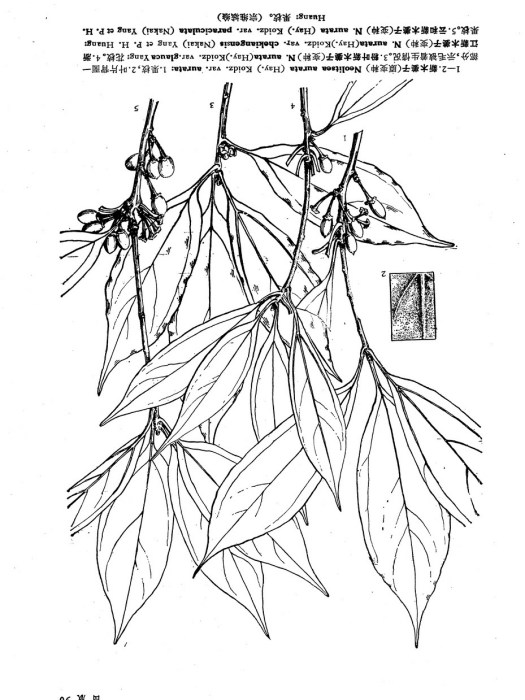 粉葉新木姜子（變種）