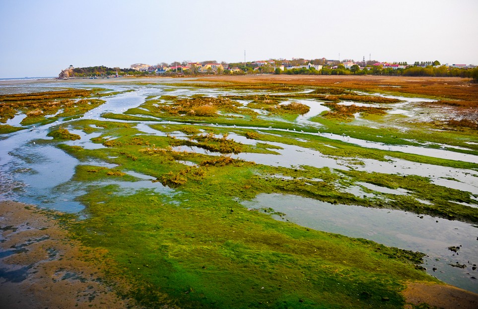 北戴河沿海濕地