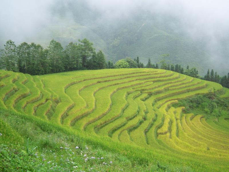 村中田園