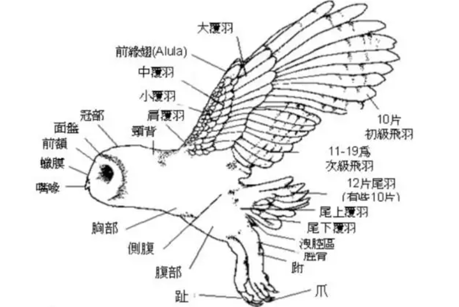 貓頭鷹(貓虎頭)