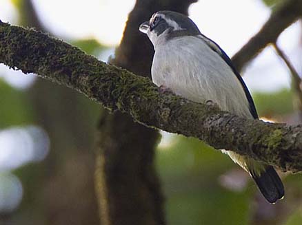 黑鳴鵑鵙