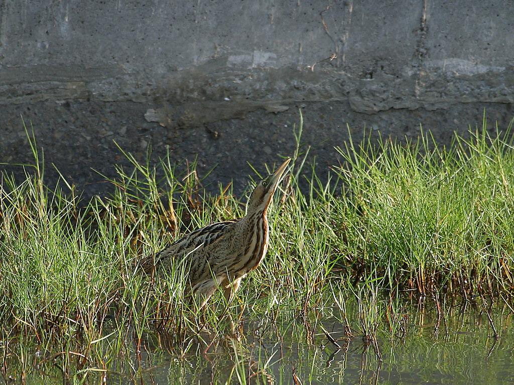 麻鳽