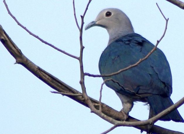 綠皇鳩斯里蘭卡亞種