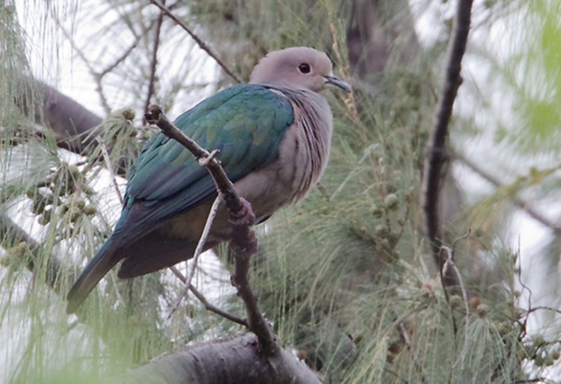 綠皇鳩錫默盧亞種