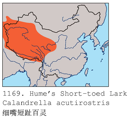 細嘴短趾百靈