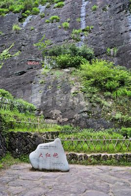 岩石植物