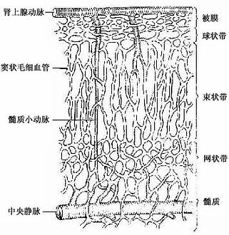 腎上腺髓質