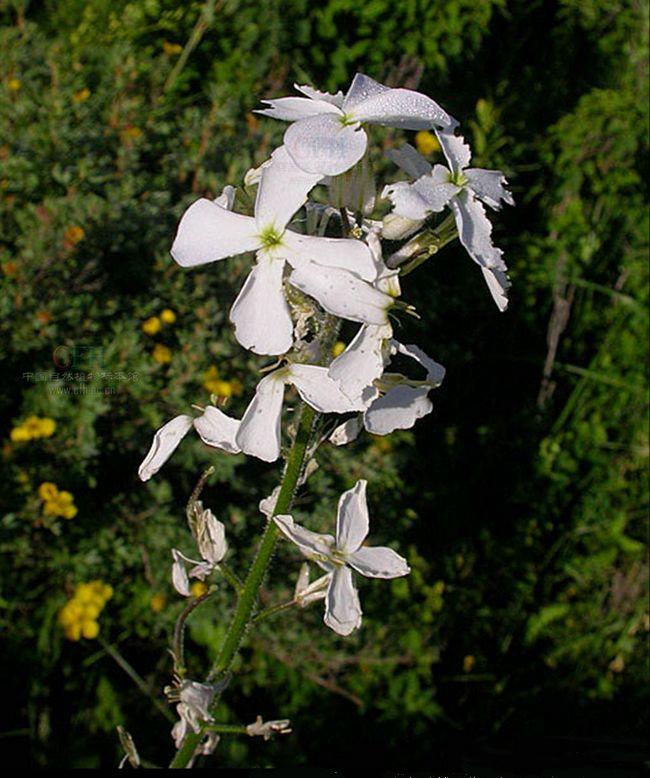 北香花芥