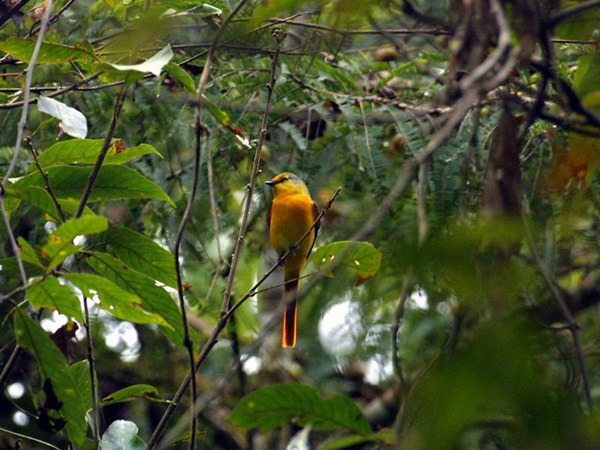 長尾山椒鳥指名亞種