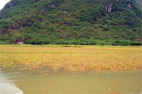 果化鎮(平果縣果化鎮)