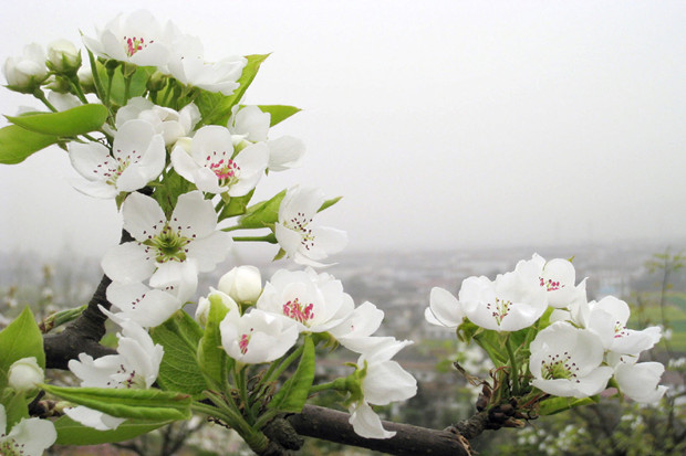 尹莊(河北省滄州市肅寧縣萬里鎮村落)