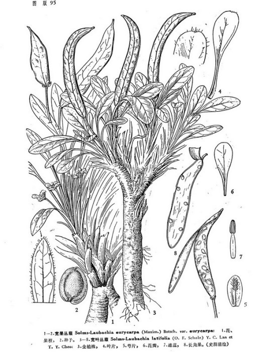 寬葉叢菔(短柄叢菔)