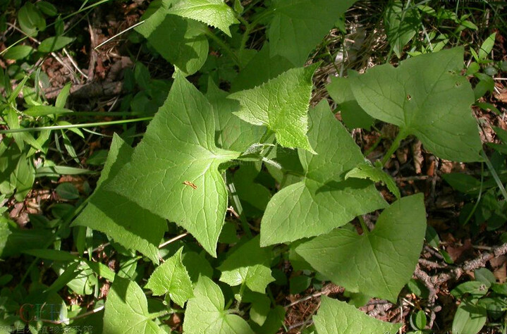 山尖子（原變種）