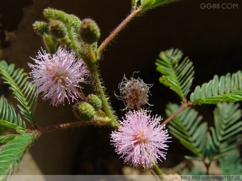 含羞草MIMOSA.