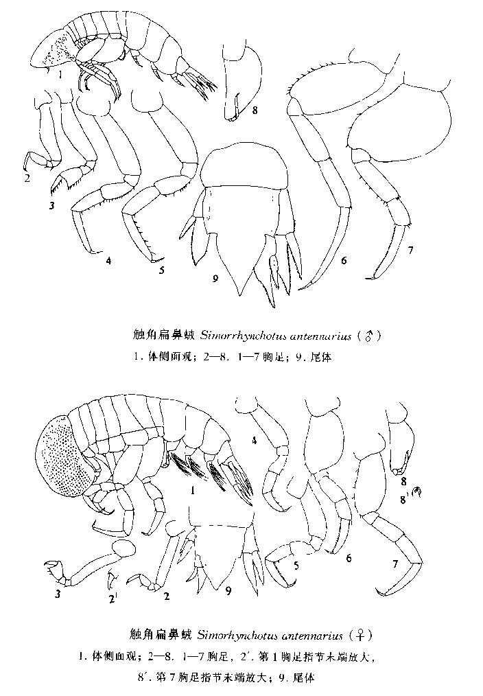 觸角扁鼻戎