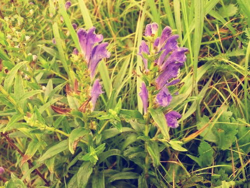 湖南黃芩